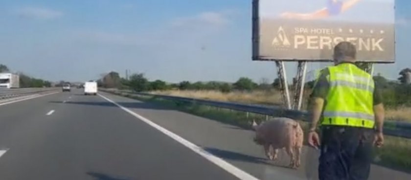 Куриоз: Полицейски патрул пази прасе на "Тракия" (СНИМКИ + ВИДЕО)