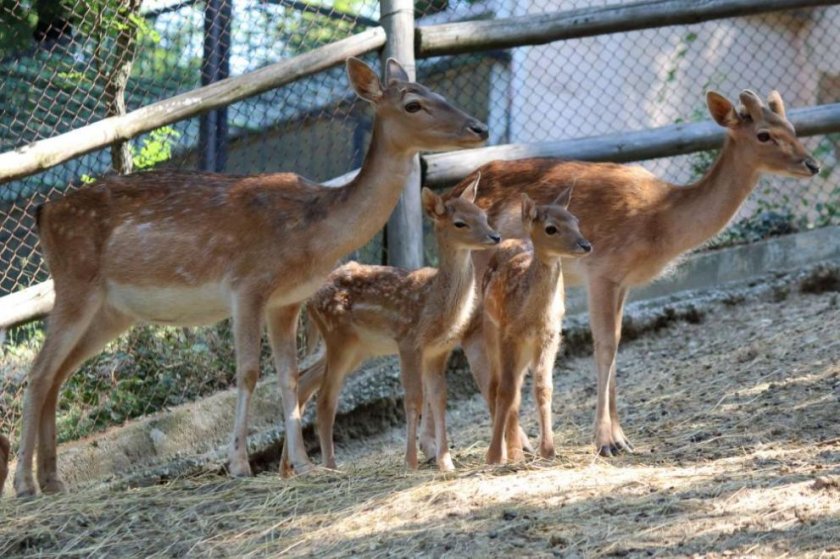 Три новородени сърнички вече радват посетителите на зоопарка в Благоевград.