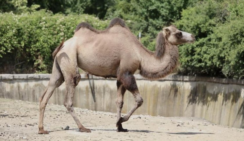 Софийският зоопарк се сдоби с нов обитател - двугърба камила. Животното