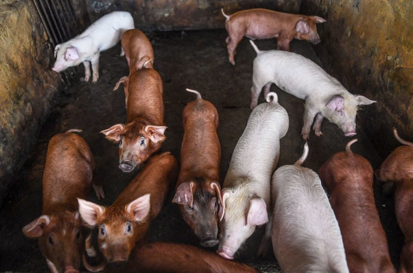 Потвърдена е африканска чума по свинете в 97 ферми в