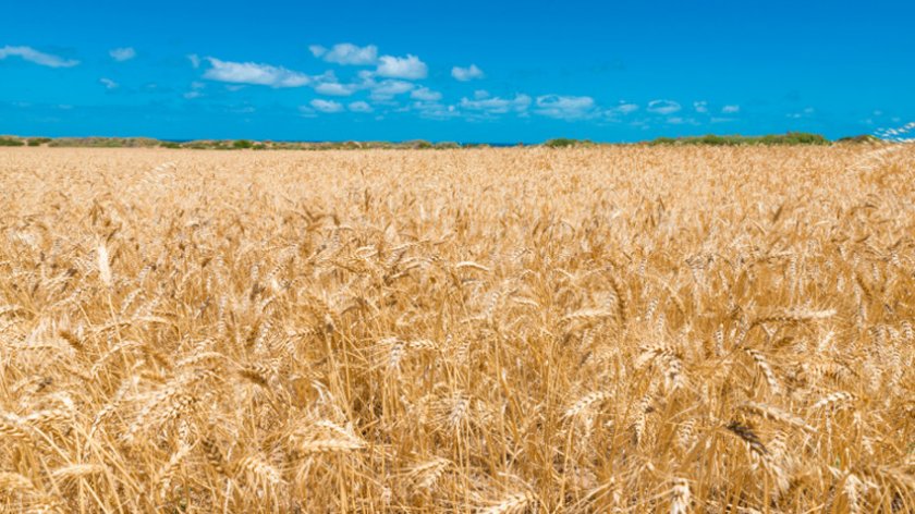 200 дка пшеница изгоряха край Силистра