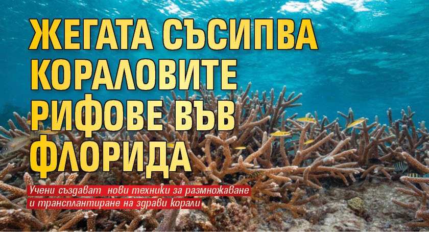 Жегата съсипва кораловите рифове във Флорида