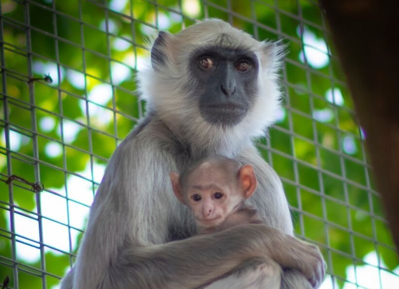 Джендърче маймунче се роди в София 