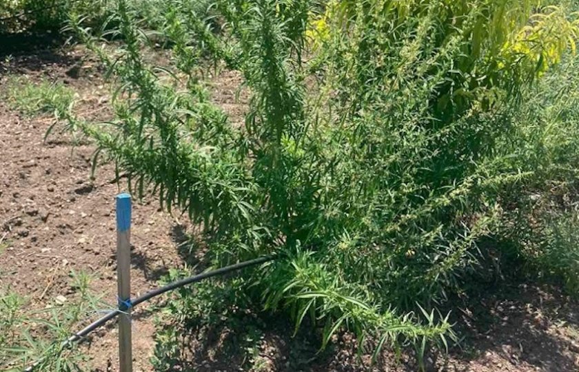 Полицията в Ямбол разкри огромна нива с марихуана, съобщи Нова