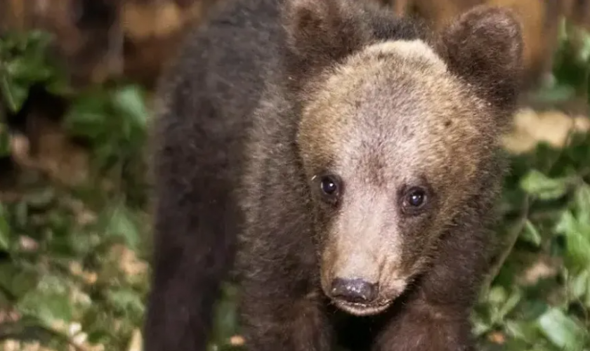 Спасеното в Костенец мече вече си има име - Никола