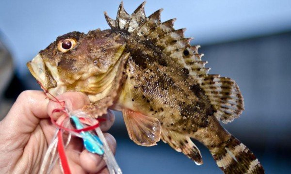 На една от най-опасните риби в Черно море са се