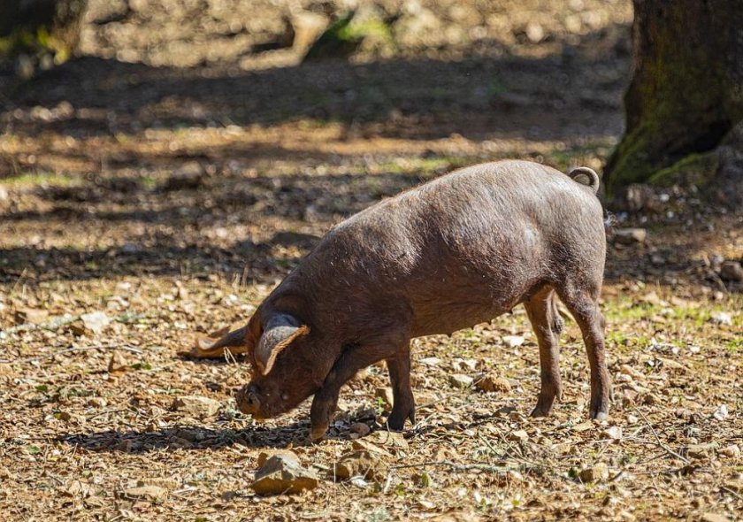 Диво прасе падна от скала край Смолян, вдигна на крак полиция, горски и ловци