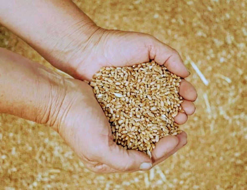 ЕС предупреди развиващите се страни, че Русия им предлага евтино зърно,  за да създаде "нови зависимости"