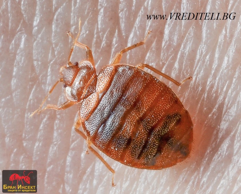 Дървеници щурмуваха в последните месеци столицата, научи Lupa.bg от пострадали.