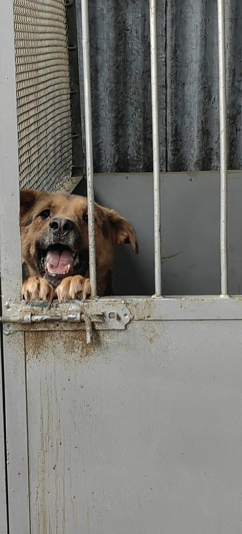 Общинския кучкарник във Варна държи кучетата в ад, мизерия и