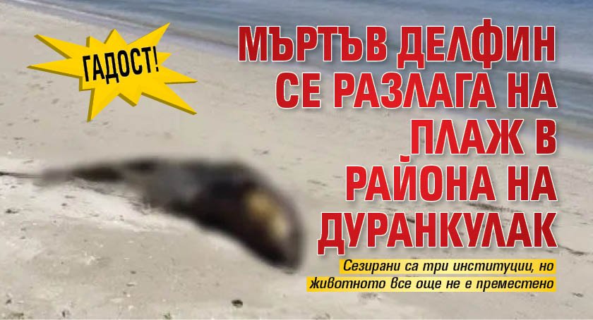 ГАДОСТ! Мъртъв делфин се разлага на плаж в района на Дуранкулак 