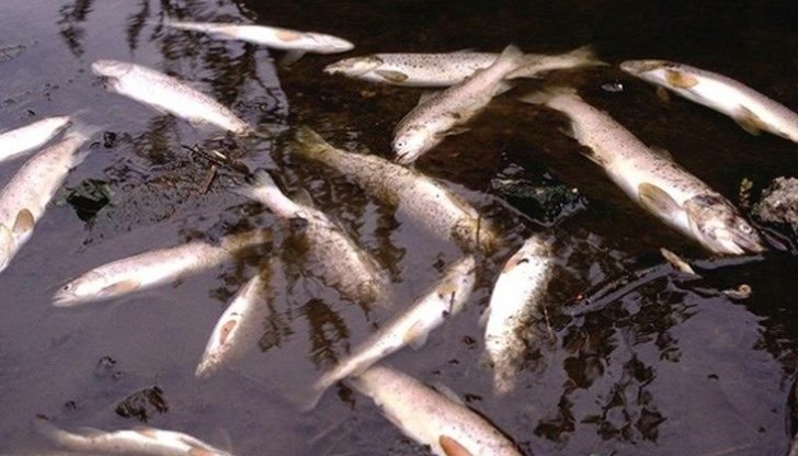 Прокуратурата подхвана виновниците за мъртвата риба в река Девинска