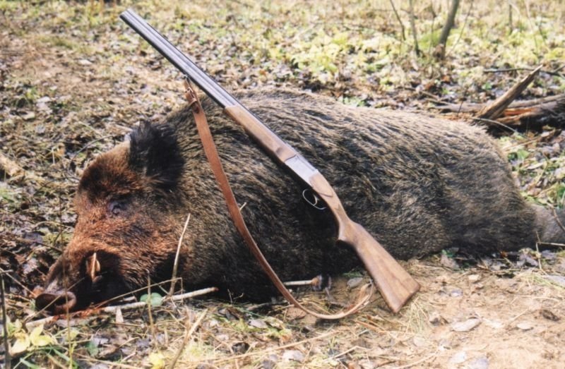 За новия сезон: Ловците с бонус 3 дни за отстрел на диви свине