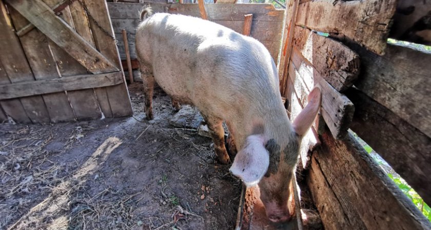 В Добричко започват проверки за прасета в задните дворове