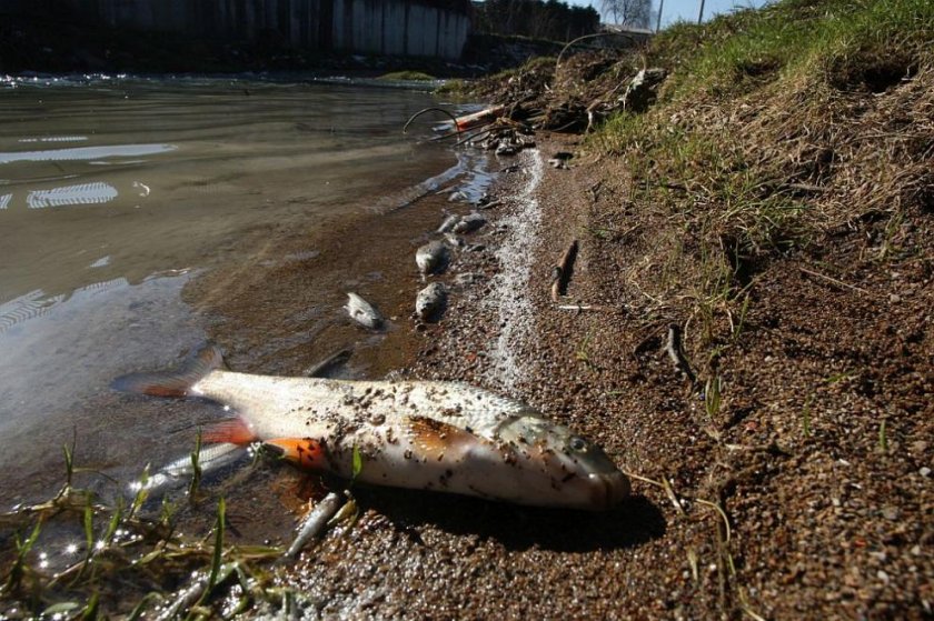 Ужас: Умряла риба изплува в Смолян