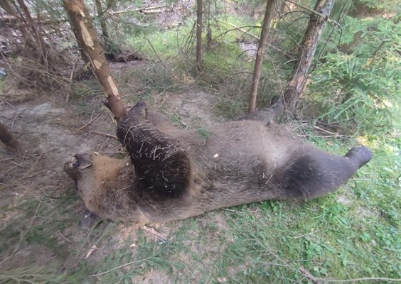 Откриха мъртва кафява мечка край Доспат