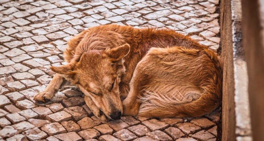 Отбелязваме международния ден на бездомните животни