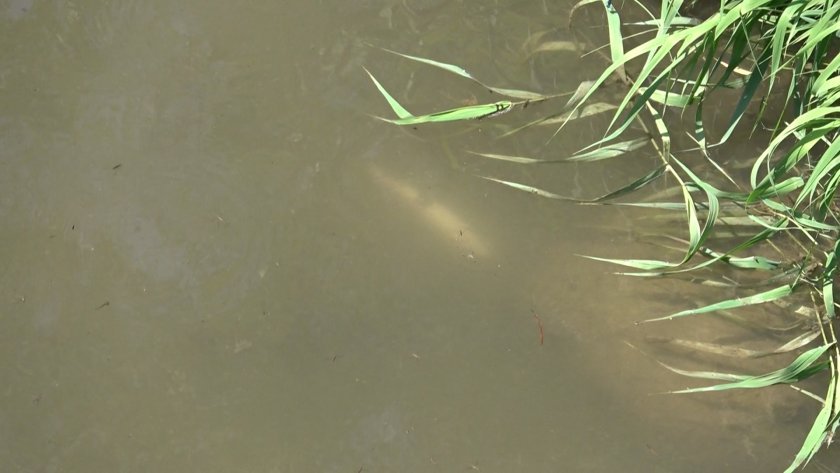 Фекални води от градския колектор на Смолят са уморили рибата в р. Черна