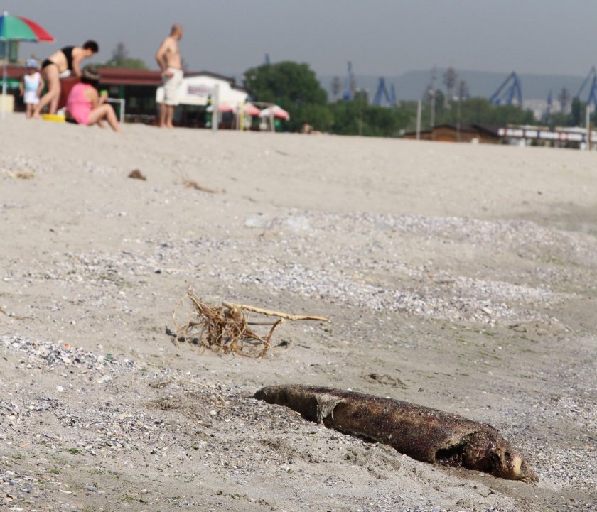 Деца откриха още един мъртъв делфин край Варна