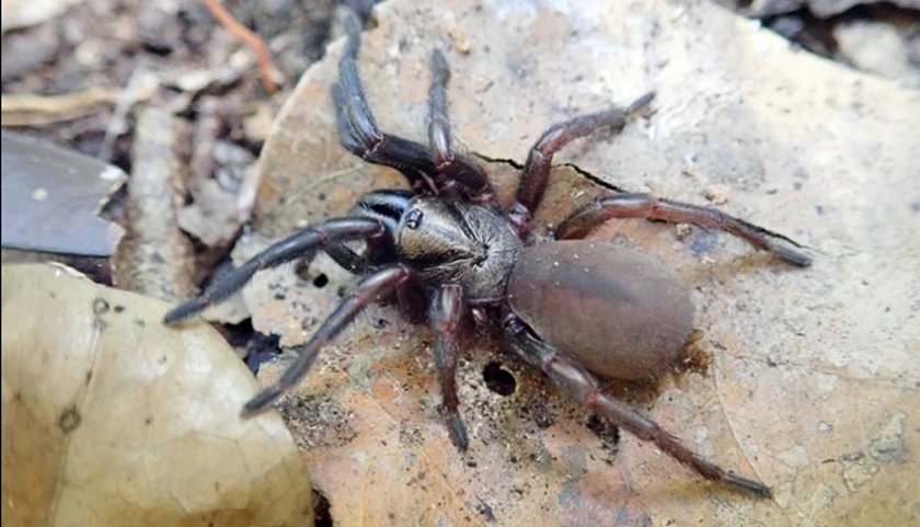 Почти 40 нови вида паяци, ровещи в земята, са открили