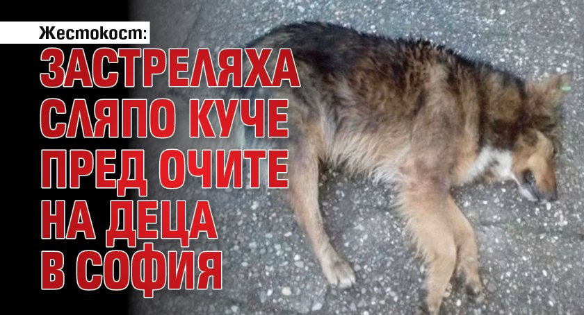 Жестокост: Застреляха сляпо куче пред очите на деца в София