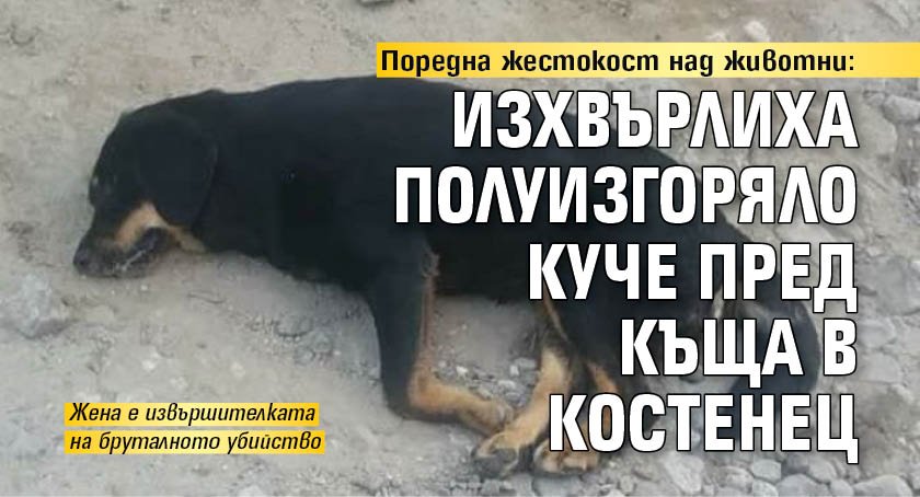 Поредна жестокост над животни: Изхвърлиха полуизгоряло куче пред къща в Костенец
