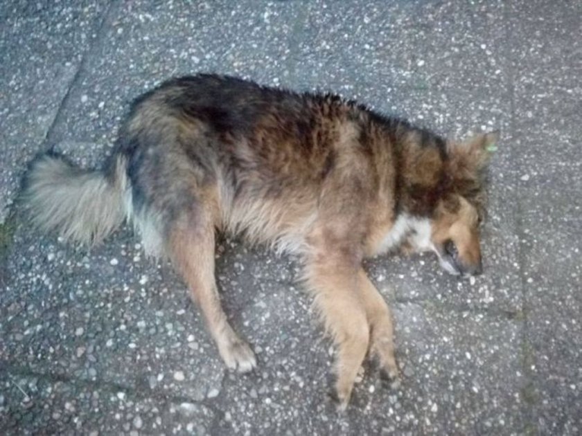 Застреляха куче в софийското село Елешница. Животното е с огнестрелна