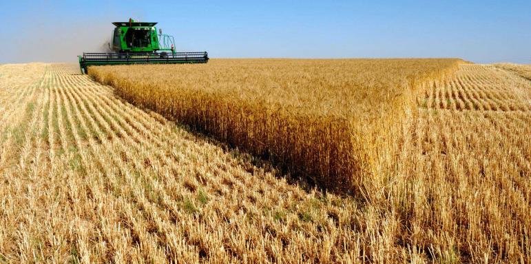Зърнопроизводителите прогнозират фалити, ако се върне вносът от Украйна