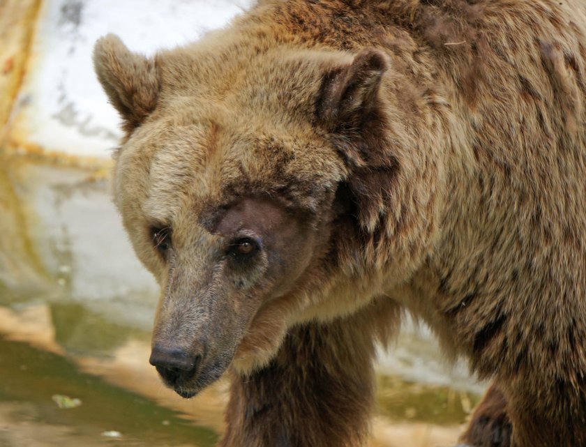 Седемнадесет нападения от мечки върху селскостопански животни, пчелини и насаждения