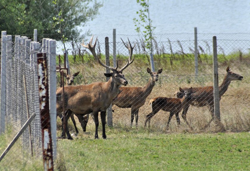 Заловиха 8 бракониери, убивали благородни елени край Горна Оряховица