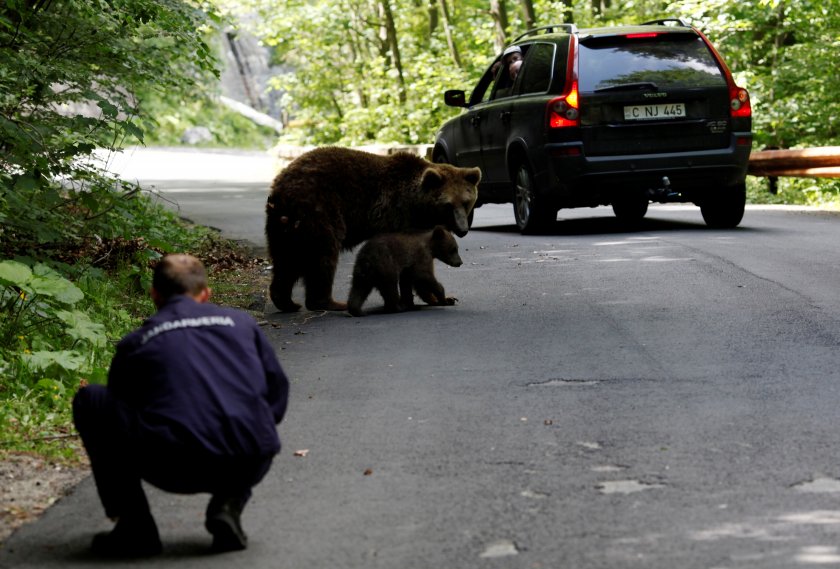 В Румъния се пазят от 8000 мечки с капани и отрови