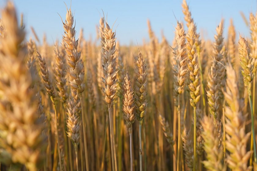 Египет загърбва Русия и се преориентира към българската пшеница