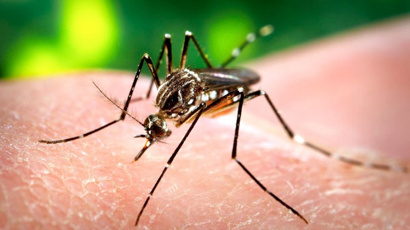 Внимание! Комари пренасят западнонилска треска в Гърция