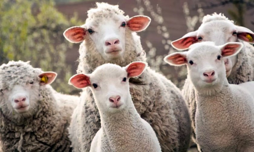 Стадо овце се надруса със 100 кила канабис в Гърция