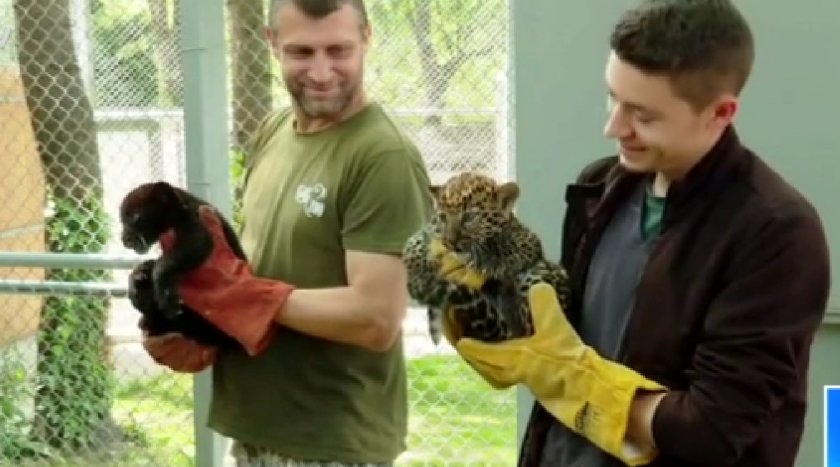 Ухапаното от леопард момиче в зоопарка във Варна искало да