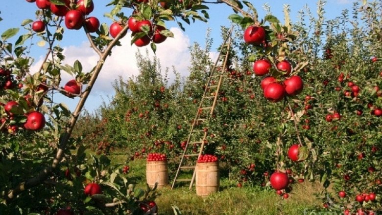 Родни производители: Да се внасят плодове и зеленчуци в България граничи с абсурд! 