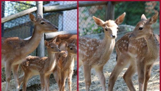 Смъртта на елени в зоопарка в Благоевград: Не са починали след ваксинация 