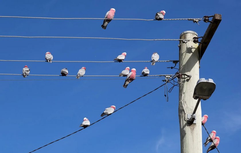 Птица прекъсна за половин час електрозахранването, подавано от Минно-енергийното дружество