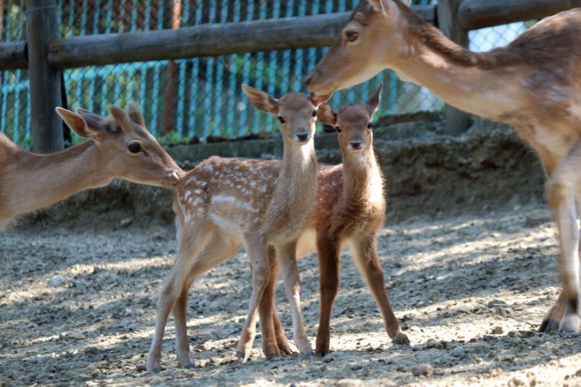 Девет сърни от зоопарка в Благоевград са били отровени. За