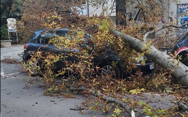 Дърво премаза автомобил в столичния квартал "Лозенец"