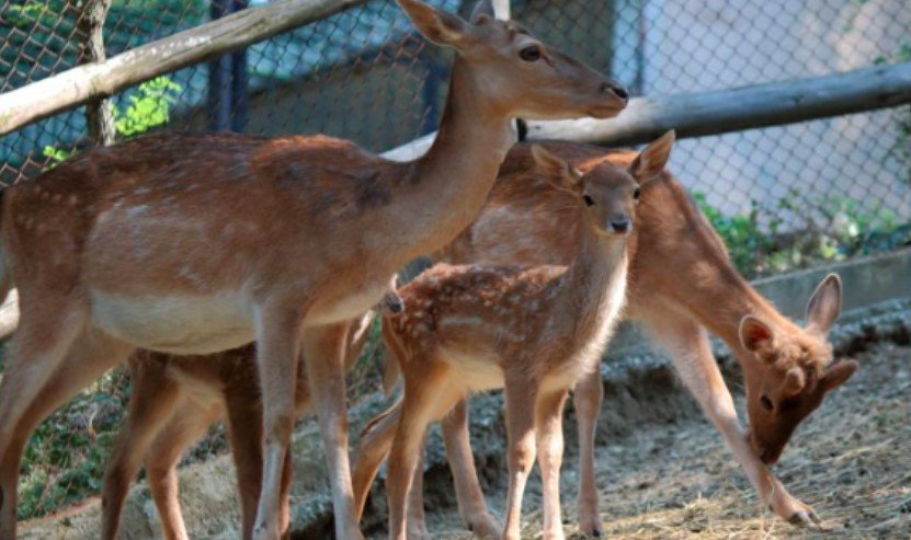 Вандалщина: Отровиха сърните в зоопарка в Благоевград (ВИДЕО)