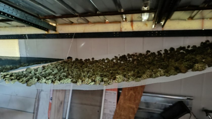 Откриха марихуана за близо четвърт милион лева в Сливен (СНИМКИ)
