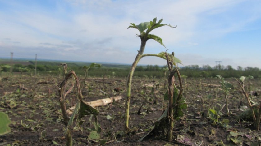 Над 11 хил. дка земеделски земи са поразени от градушки през изминалия сезон