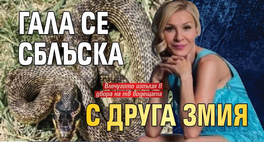 Гала се сблъска с друга змия