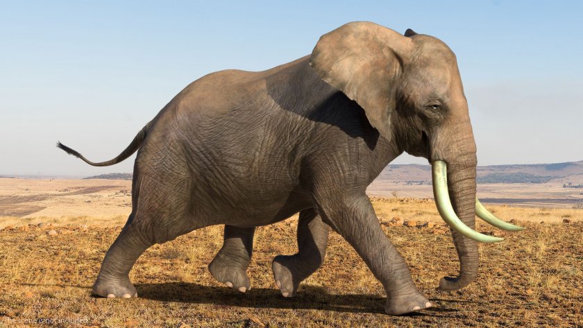 Слон, избягал от парк в Демократична република Конго, е бил