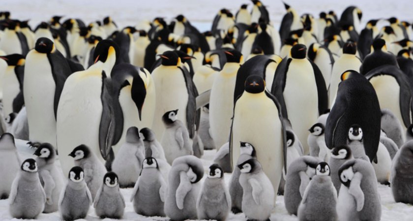 300 000 императорски пингвина измират заради затоплянето