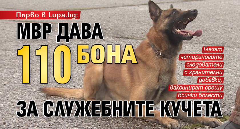 Първо в Lupa.bg: МВР дава 110 бона за служебните кучета 