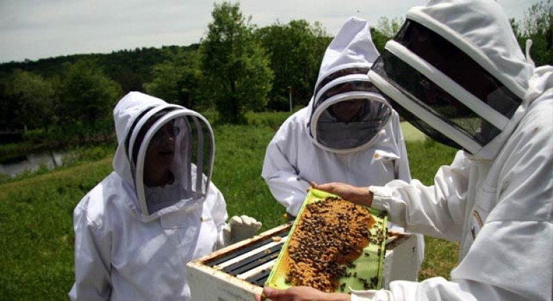 Пчеларите вече кандидатстват за помощ "де минимис"