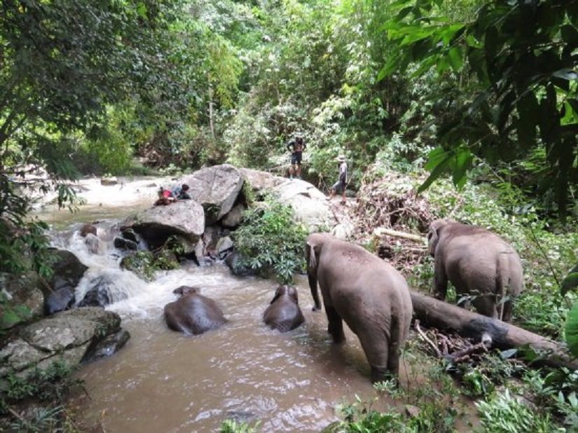 Стадо слонове се утрепа в Тайланд (ВИДЕО)