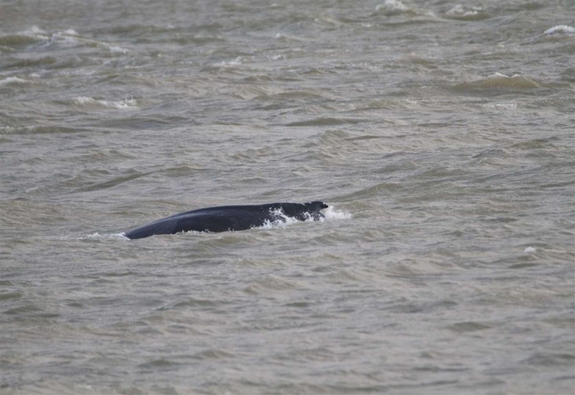 5-метров кит влезе в Лондон по Темза